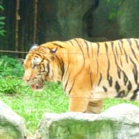 チェンマイ動物園トラ